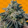 PEANUT BUTTER OGKB · Original Sensible Seeds · sementes de maconha · Fem