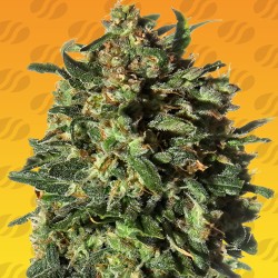 PEANUT BUTTER OGKB FAST · Original Sensible Seeds · sementes de maconha · Fem