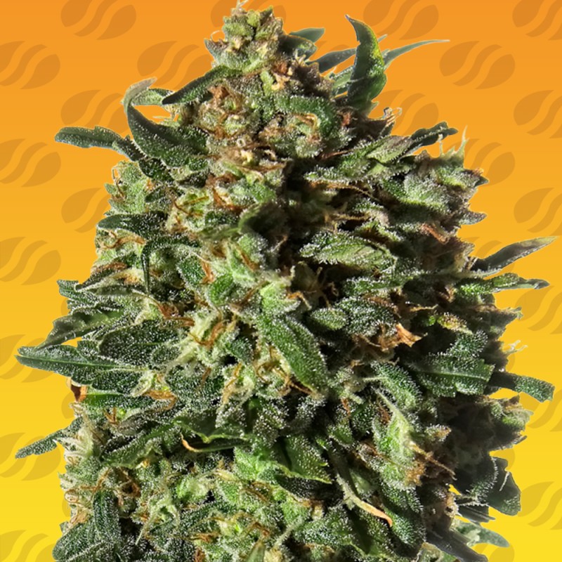 PEANUT BUTTER OGKB FAST · Original Sensible Seeds · cannabis seeds · Fem