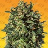 PEANUT BUTTER OGKB FAST · Original Sensible Seeds · cannabis seeds · Fem