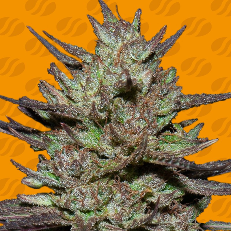 PINK ROZAY · Original Sensible Seeds · kaufen cannabis samen · Fem