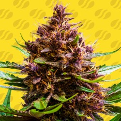 PINK ROZAY X STRAWBERRY BANANA AUTO · Original Sensible Seeds · kaufen cannabis samen · AutoFem