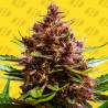 PINK ROZAY X STRAWBERRY BANANA AUTO · Original Sensible Seeds · cannabis seeds · AutoFem