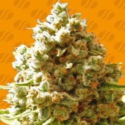 PURE KUSH · Original Sensible Seeds · semi di canapa · Fem