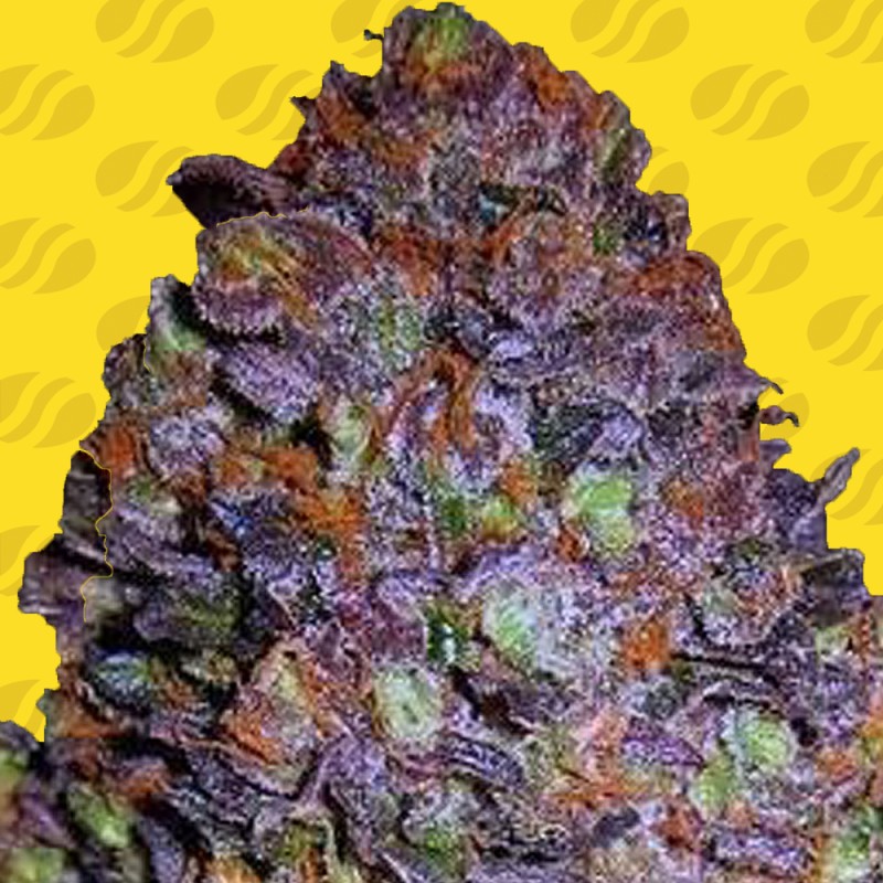 PURPLE HAZE AUTO · Original Sensible Seeds · semi di canapa · AutoFem