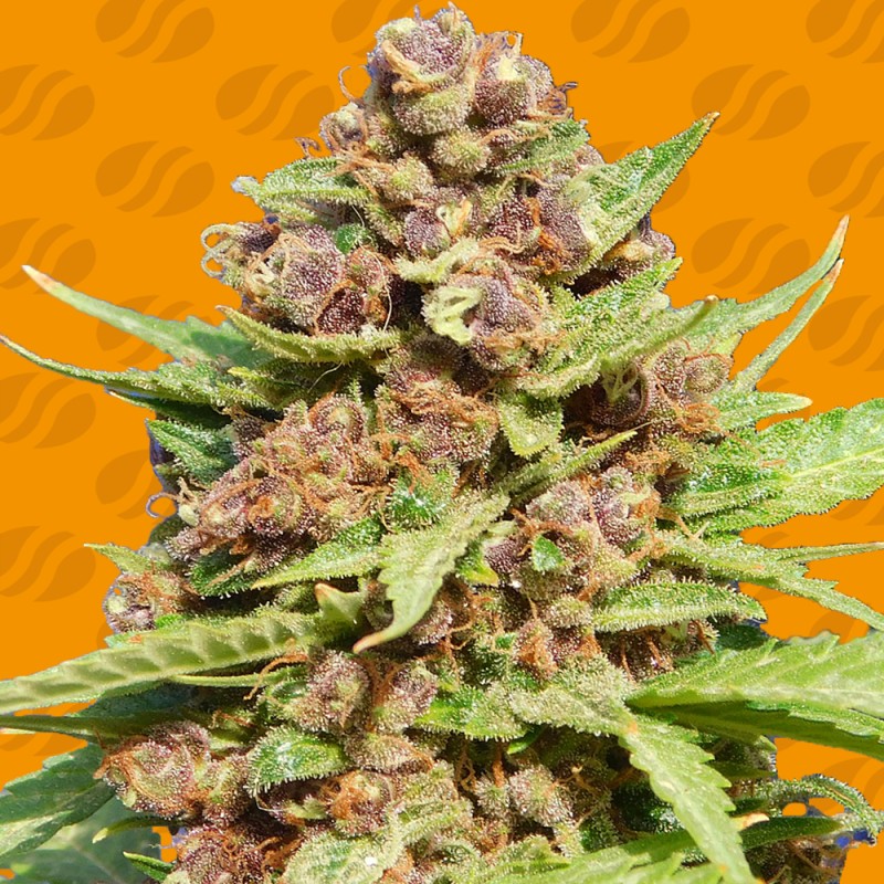 PURPLE PUNCH COOKIES · Original Sensible Seeds · kaufen cannabis samen · Fem