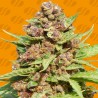 PURPLE PUNCH COOKIES · Original Sensible Seeds · semi di canapa · Fem