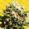 RUNTZ AUTO · Original Sensible Seeds · semi di canapa · AutoFem