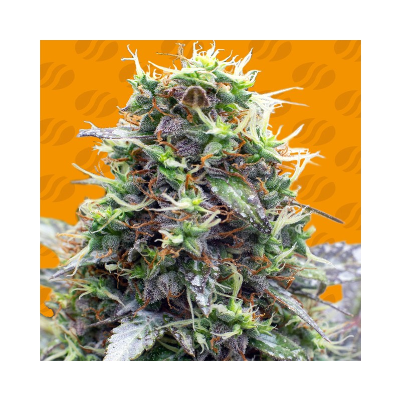 SHERBET MOONROCKS · Original Sensible Seeds · kaufen cannabis samen · Fem
