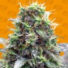 SHERBET MOONROCKS · Original Sensible Seeds · kaufen cannabis samen · Fem