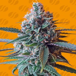 SLAPZ · Original Sensible Seeds · sementes de maconha · Fem