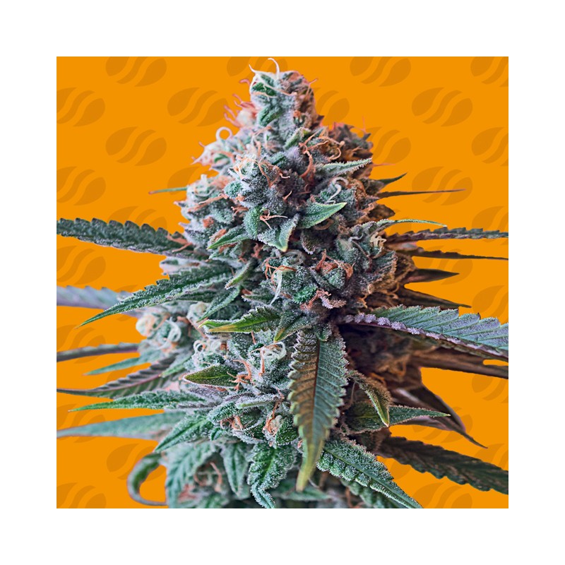 SLAPZ · Original Sensible Seeds · semi di canapa · Fem