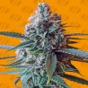 SLAPZ · Original Sensible Seeds · sementes de maconha · Fem