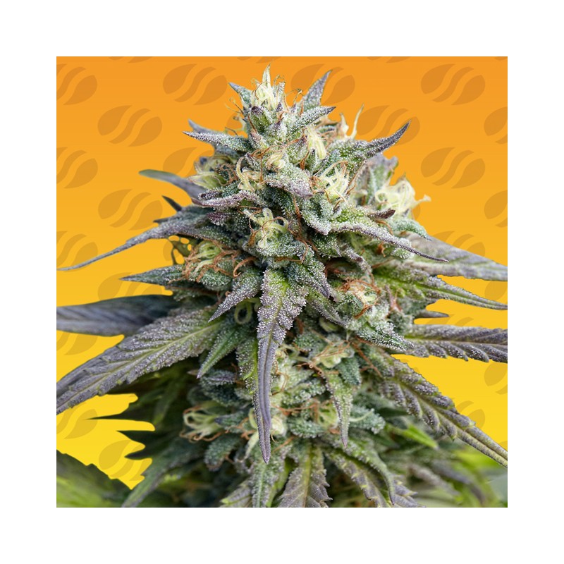 STRAWBERRY BANANA FAST · Original Sensible Seeds · semi di canapa · Fem
