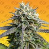 STRAWBERRY BANANA FAST · Original Sensible Seeds · cannabis seeds · Fem