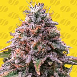 STRAWBERRY PIE AUTO ·...