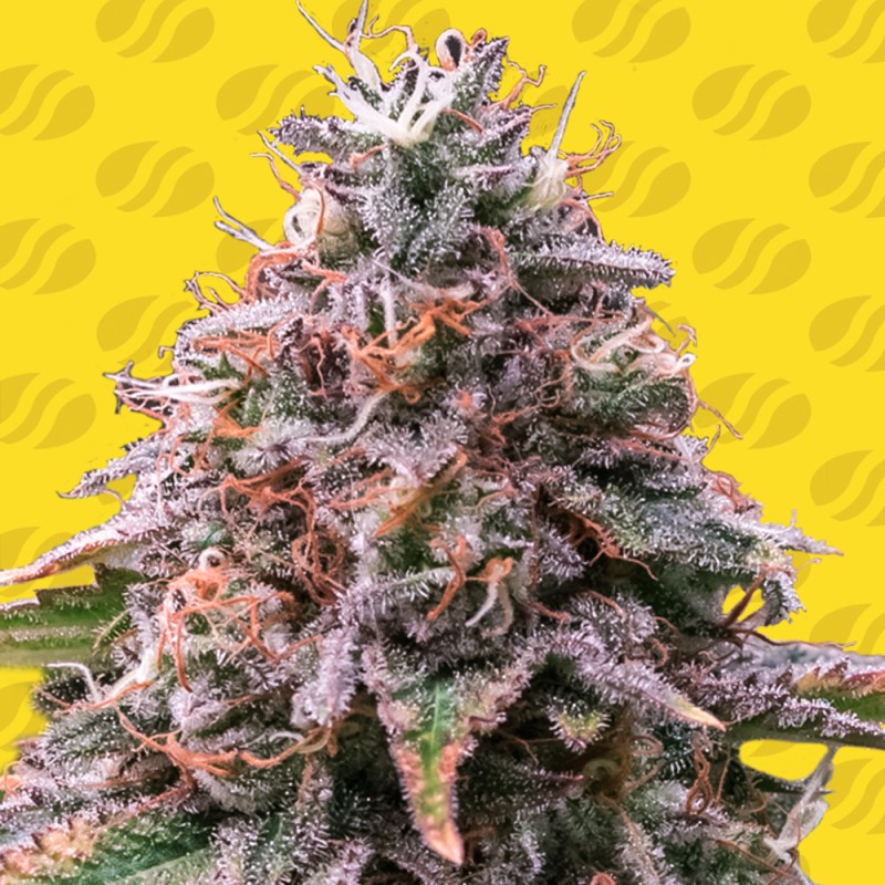 STRAWBERRY PIE AUTO · Original Sensible Seeds · kenevir tohum · Disi · AutoFem