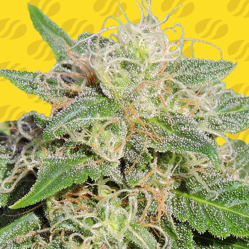 SUPER AUTO LEMON HAZE · Original Sensible Seeds · semi di canapa · AutoFem