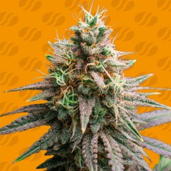 TIRAMISU · Original Sensible Seeds · sementes de maconha · Fem