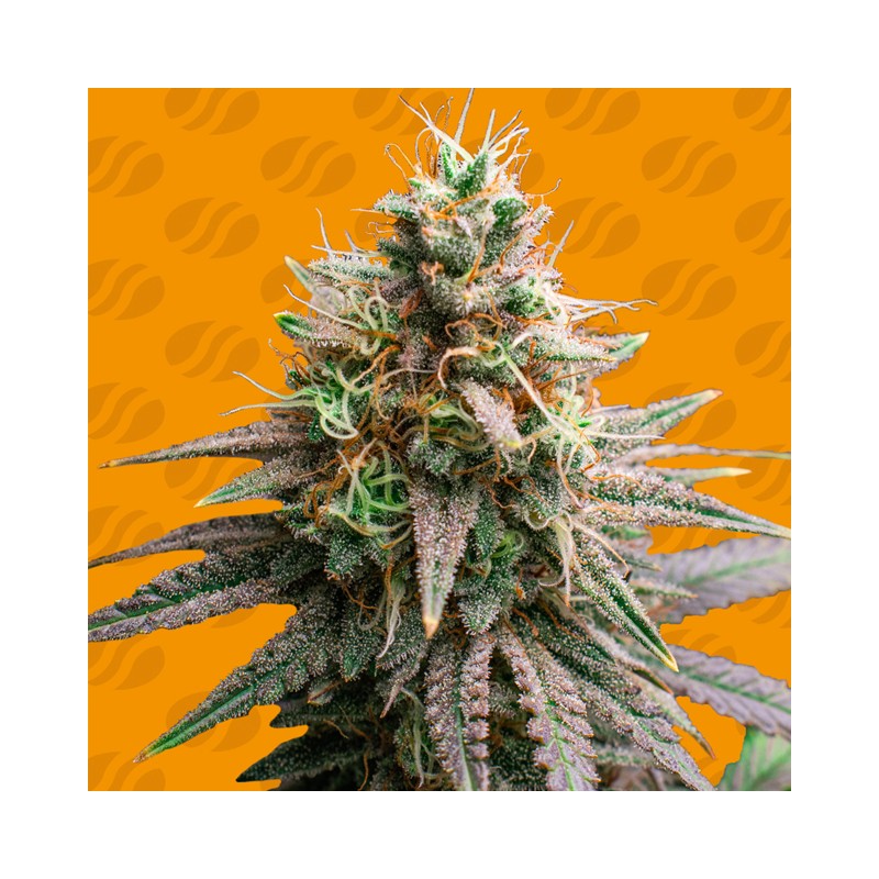 TIRAMISU · Original Sensible Seeds · semi di canapa · Fem