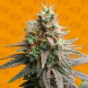 TIRAMISU · Original Sensible Seeds · semi di canapa · Fem