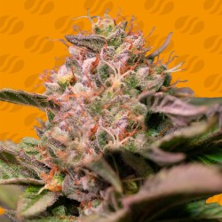 TROP CHERRY · Original Sensible Seeds · cannabis seeds · Fem