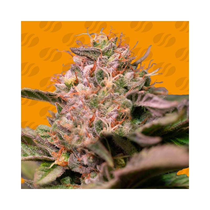 TROP CHERRY · Original Sensible Seeds · sementes de maconha · Fem