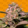 TROP CHERRY · Original Sensible Seeds · sementes de maconha · Fem