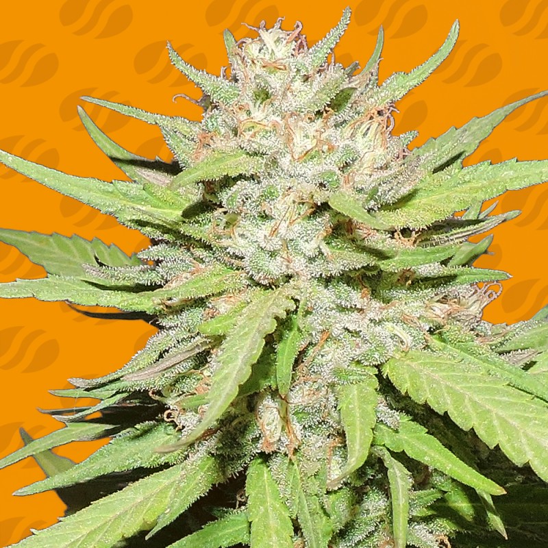 WEDDING CAKE · Original Sensible Seeds · semi di canapa · Fem