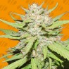 WEDDING CAKE · Original Sensible Seeds · kenevir tohum · Disi · Fem
