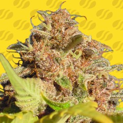 WEDDING CAKE AUTO ·...