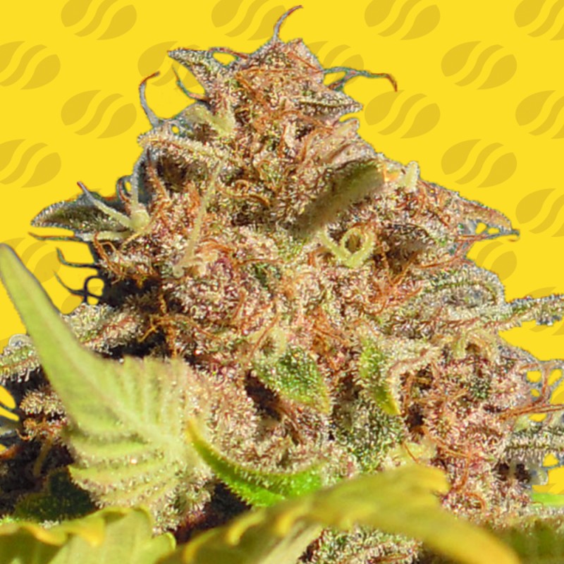 WEDDING CAKE AUTO · Original Sensible Seeds · cannabis seeds · AutoFem