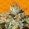 WEDDING COOKIES · Original Sensible Seeds · sementes de maconha · Fem