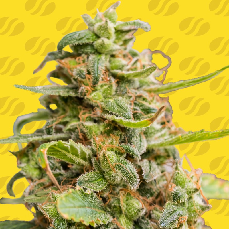 WHITE CRYSTAL METH AUTO · Original Sensible Seeds · semi di canapa · AutoFem