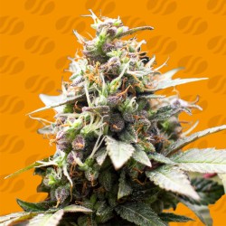 WHITE RASPBERRY TRUFFLE · Original Sensible Seeds · kaufen cannabis samen · Fem