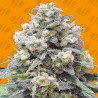 WHITE WIDOW + · Original Sensible Seeds · cannabis seeds · Fem