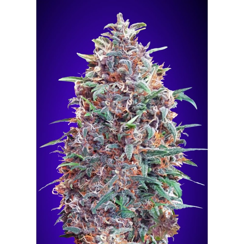 Auto Purple Diesel: Příchuť Diesel a Fialové Barvy | Advanced Seeds