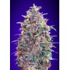 Auto Purple Diesel: Příchuť Diesel a Fialové Barvy | Advanced Seeds
