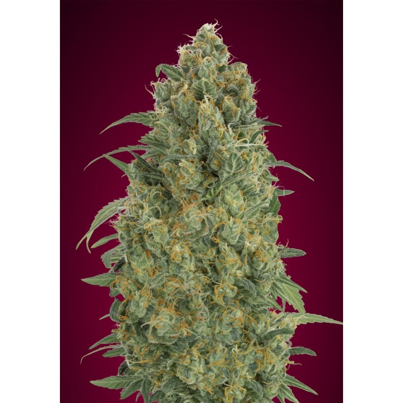 Auto Strawberry Gum · Advanced Seeds · kenevir tohum · Disi · AutoFem