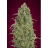 Auto Strawberry Gum · Advanced Seeds · sementes de maconha · AutoFem