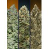 Automatic Col 1 · Advanced Seeds · semi di canapa · AutoFem