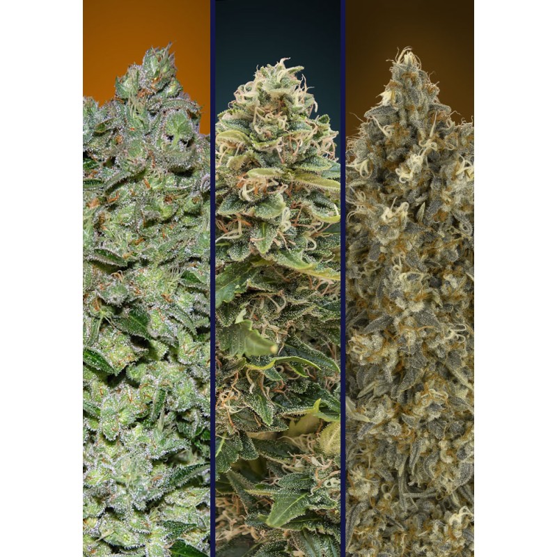 Automatic Col  4 · Advanced Seeds · cannabis seeds · AutoFem