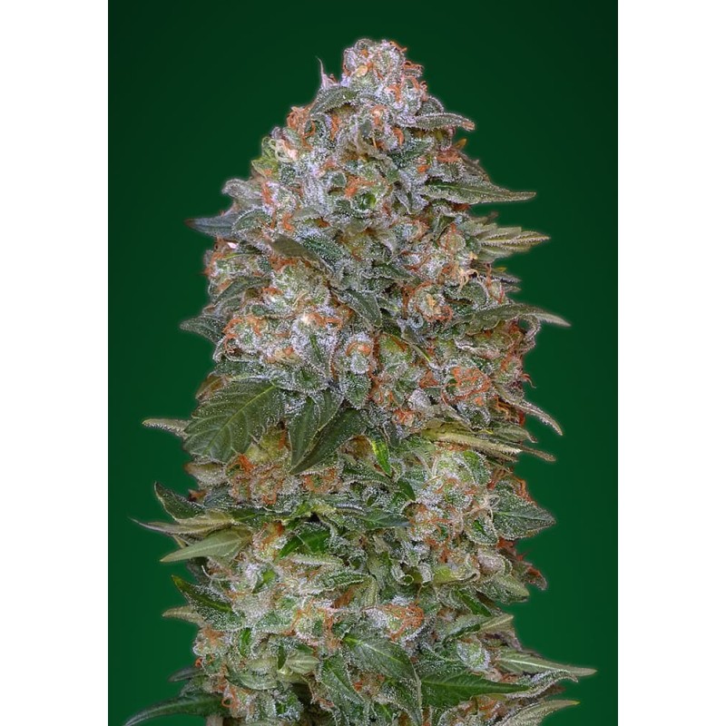 Critical Soma · Advanced Seeds · kaufen cannabis samen · Fem