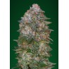 Critical Soma · Advanced Seeds · kaufen cannabis samen · Fem