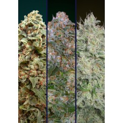Feminized Col 5 · Advanced...