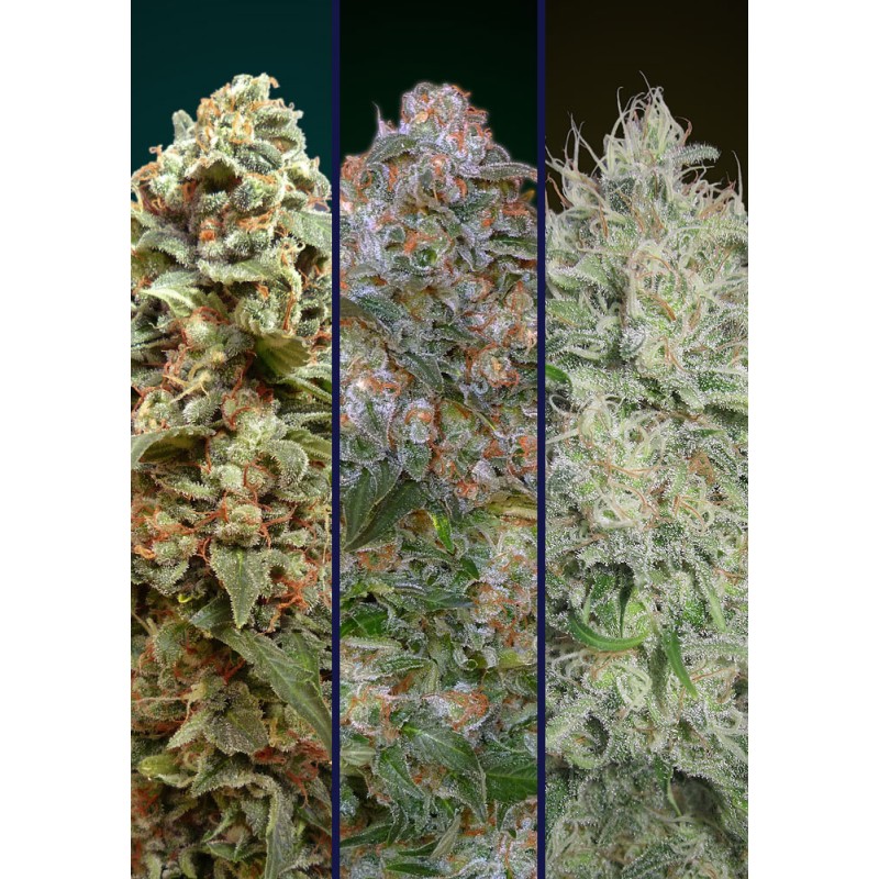 Feminized Col 5 · Advanced Seeds · semi di canapa · Fem