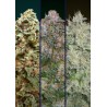 Feminized Col 5 · Advanced Seeds · semi di canapa · Fem