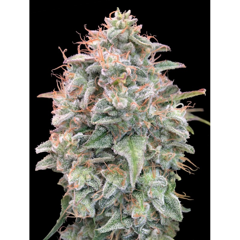 Auto Banana Cookies · Advanced Seeds · sementes de maconha · AutoFem