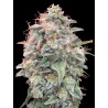 Auto Banana Cookies · Advanced Seeds · sementes de maconha · AutoFem