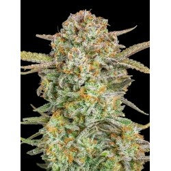 Auto Bruce Banner XXL · Advanced Seeds · semi di canapa · AutoFem